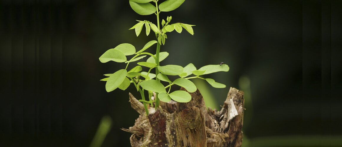 Mladica iz panja Jišajeva