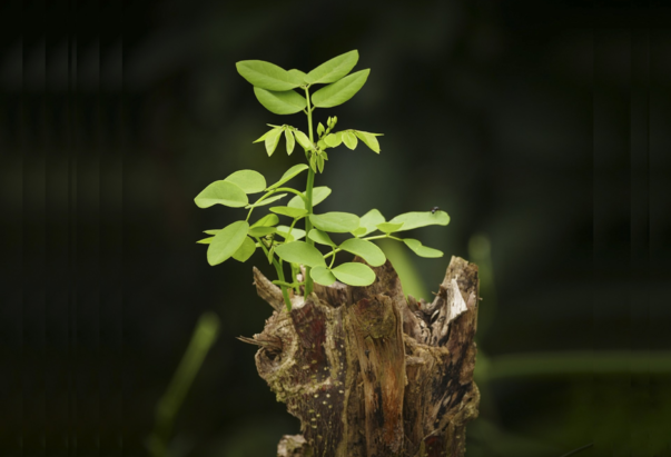 Mladica iz panja Jišajeva