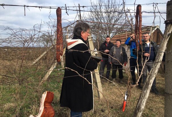 Vinogradarski običaj proslave svetog Vinka (Vincencija) u Rumi