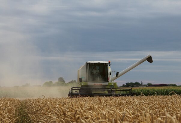 Ječam nadmašio očekivanja, pšenica na dobrom putu