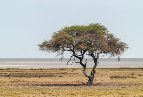 MIVA u 2025.: 252 projekta mobilnosti u 53 države